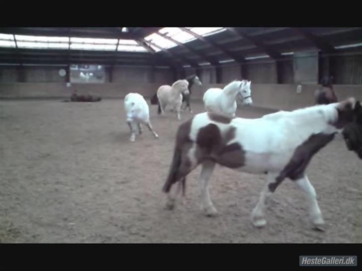 Anden særlig race Indianajones <333 R.I.P - Indi-Det her billede har jeg fået af en der hedder Kamila billede 19