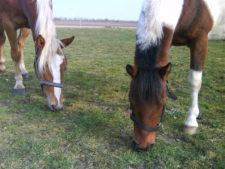 Haflinger Beat Bob- Solgt - Bob og hans bedste ven Jumpy. billede 9