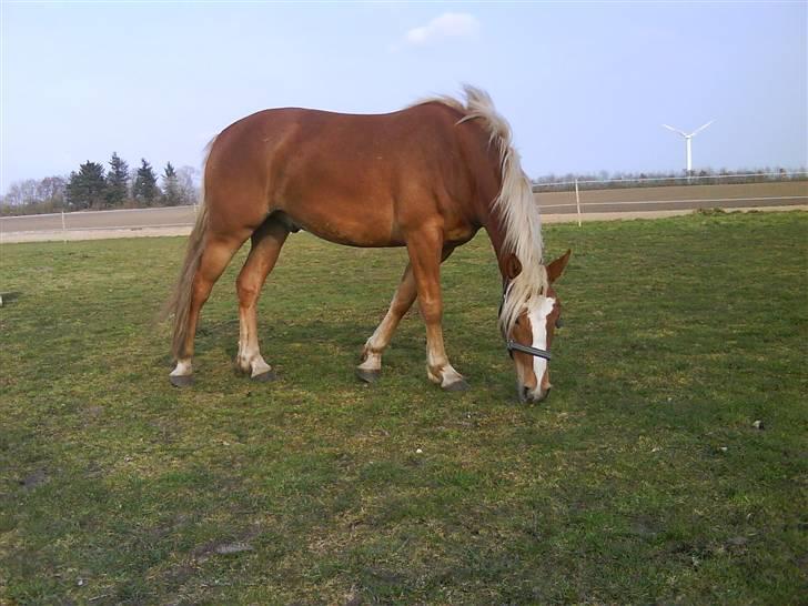 Haflinger Beat Bob- Solgt billede 10
