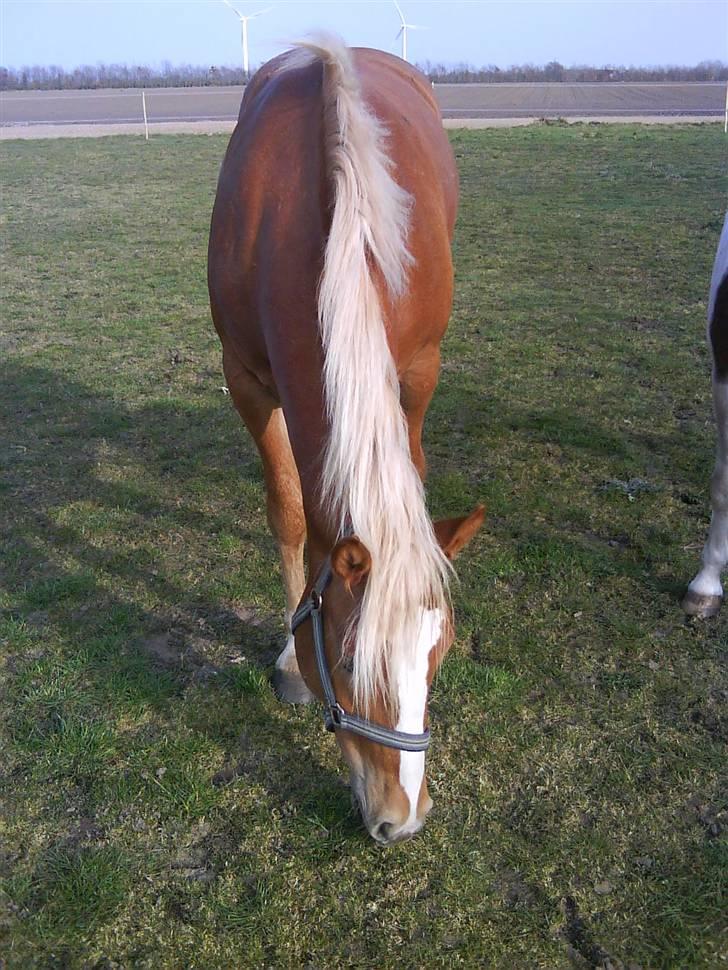 Haflinger Beat Bob- Solgt billede 11