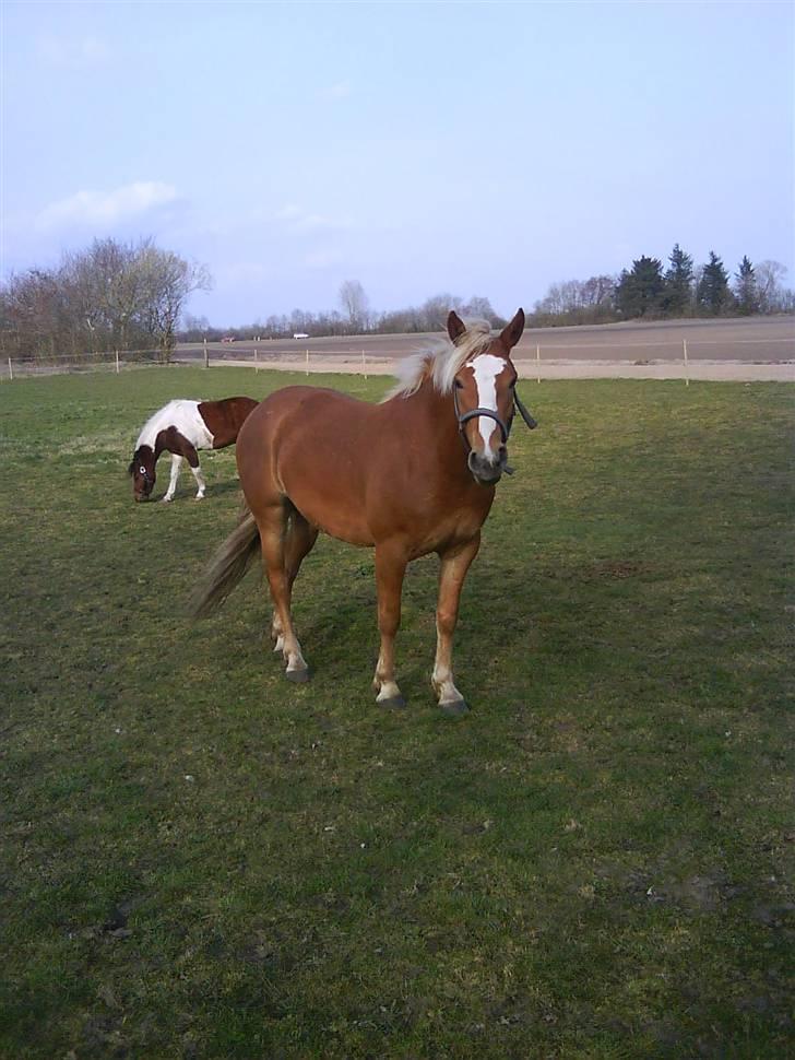Haflinger Beat Bob- Solgt billede 12