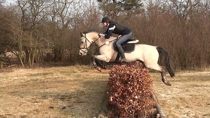 Anden særlig race SPOOGIE. *B-pony* - den lille lækre pony over en busk på 1.20 <3 billede 11