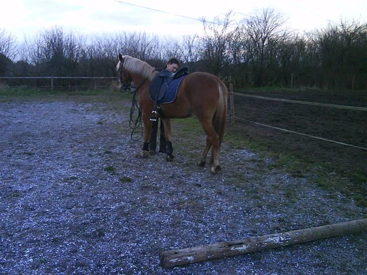 Haflinger Beat Bob- Solgt billede 13