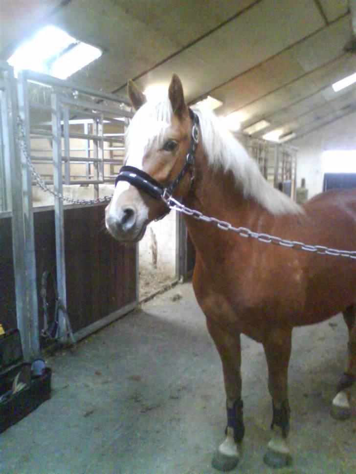 Haflinger Beat Bob- Solgt billede 14