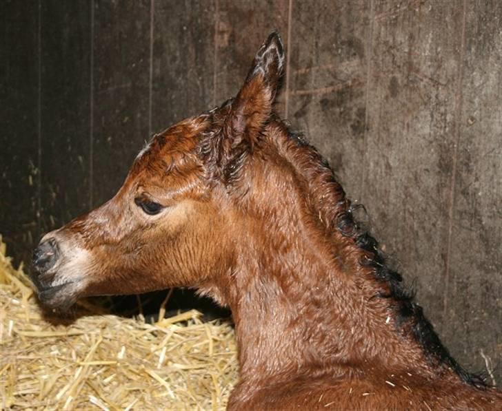 Arabisk fuldblod (OX) Precious Marcia D. billede 3