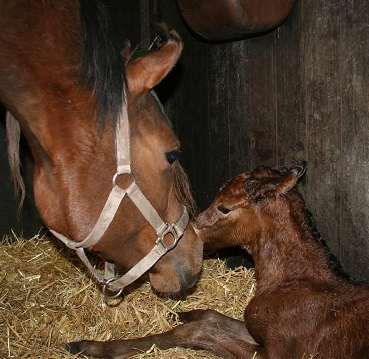 Arabisk fuldblod (OX) Precious Marcia D. billede 4