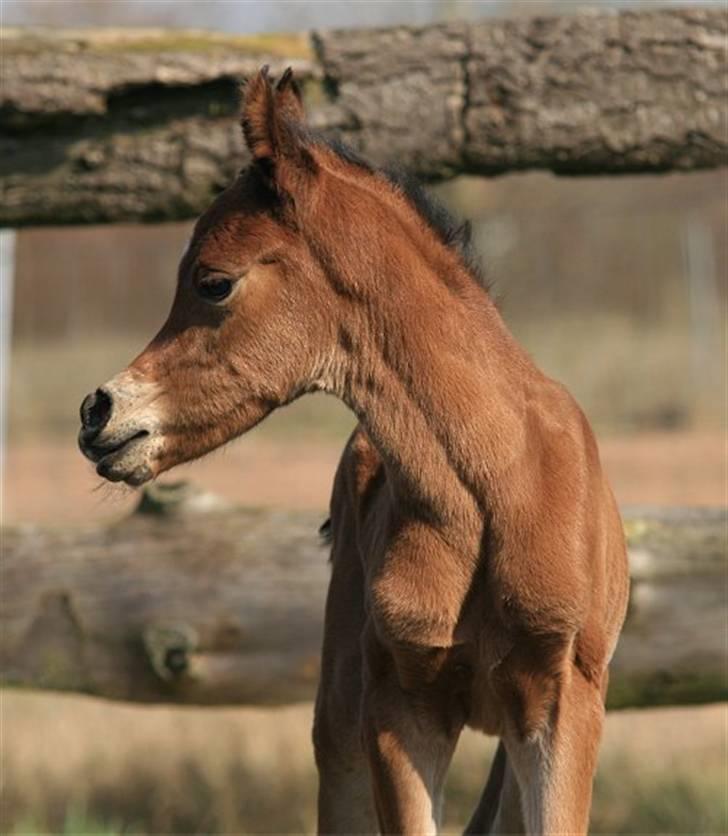 Arabisk fuldblod (OX) Precious Marcia D. billede 5