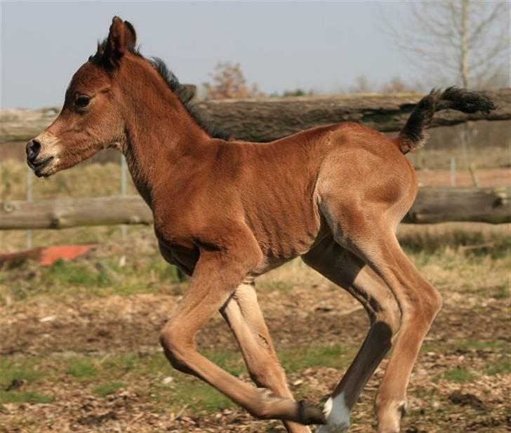 Arabisk fuldblod (OX) Precious Marcia D. billede 6