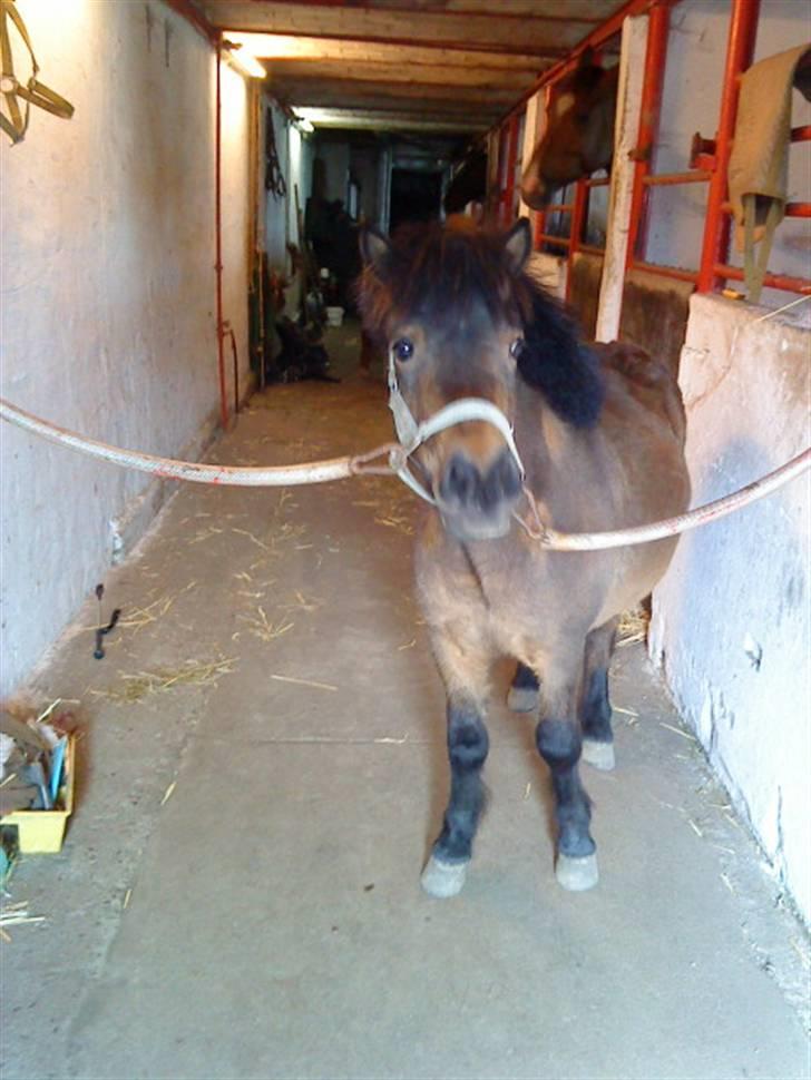 Anden særlig race Coda<3  billede 17