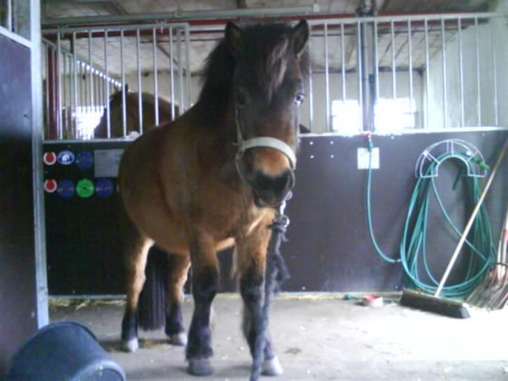 Anden særlig race Coda<3  billede 20