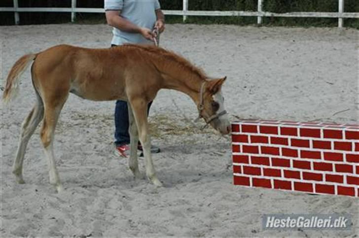DSP Brandamens Jabari SOLGT - Velkommen til Jabari´s profil, osse kaldt følle <3 (:  NYE billeder kommer snart <3 billede 1