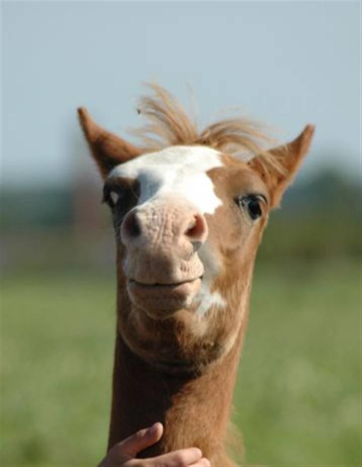 DSP Brandamens Jabari SOLGT - på sommerfold, ´ uuhhhhhh det klør, & se hvilken hals jeg kan få´<3 billede 2