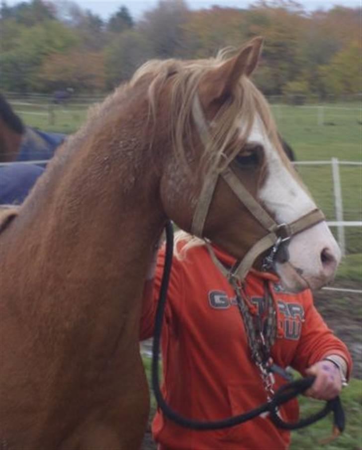 DSP Brandamens Jabari SOLGT - Første dag han kompå HGR  . ! var helt oppe & køre, med arabarhale ;-* <3 fin dreng.!  billede 3