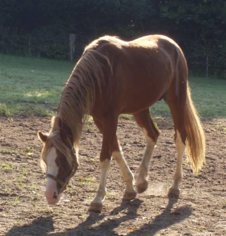 DSP Brandamens Jabari SOLGT - på Fold hjemme hos birrte (: <3 billede 4