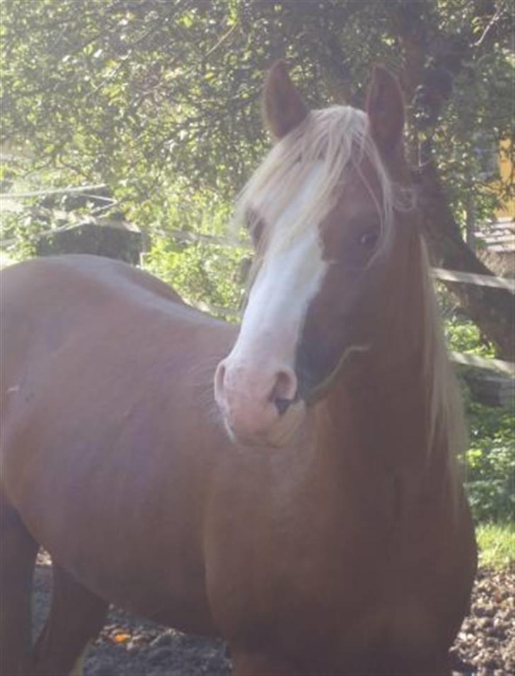 DSP Brandamens Jabari SOLGT - ingen hest, er perfekt som plag´ siger han ! :D  billede 5