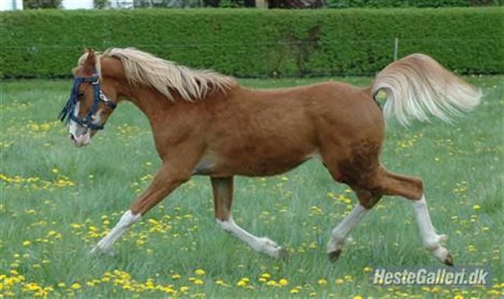 DSP Brandamens Jabari SOLGT - ´, så kommer der li en fritrav, når man skal på sommerfold <3 billede 6