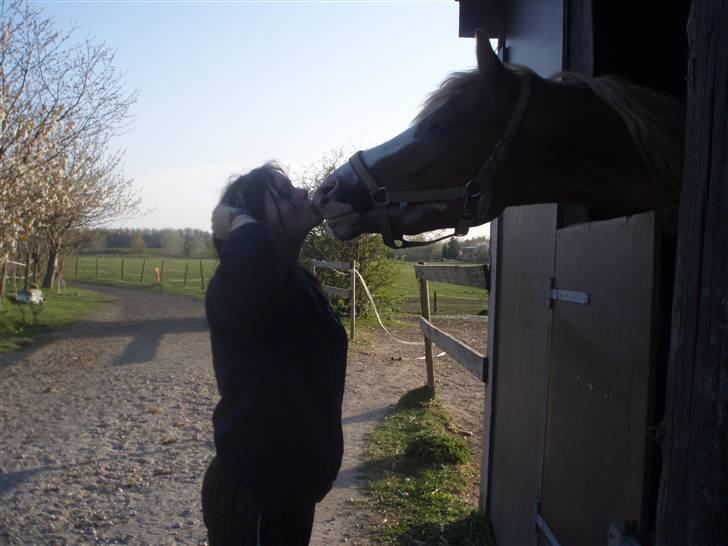 DSP Brandamens Jabari SOLGT - følle har lært a kysse ´<3 billede 8