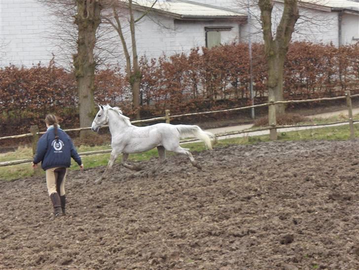 Lipizzaner Klaus † R.I.P. † - Klaus på fold for sidste gang d. 1 april 09 billede 12