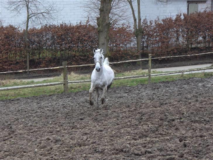 Lipizzaner Klaus † R.I.P. † - Klaus i galop  billede 14