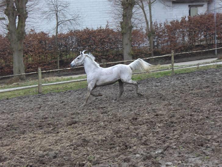 Lipizzaner Klaus † R.I.P. † - Det er ikke til at se at han er halt :´) billede 16