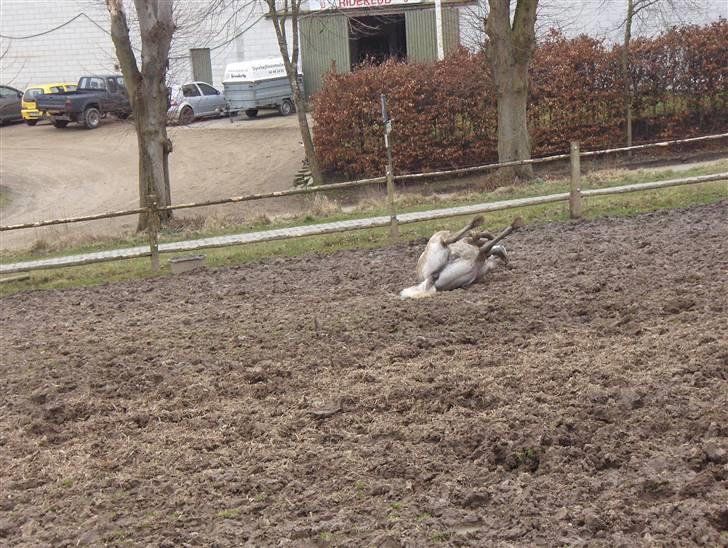 Lipizzaner Klaus † R.I.P. † - uh... der er så dejligt at rulle sig på mudder fold :) billede 17