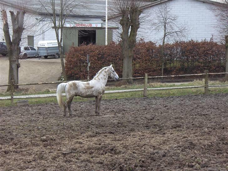 Lipizzaner Klaus † R.I.P. † - Flotte og beskidte Klaus :) billede 18
