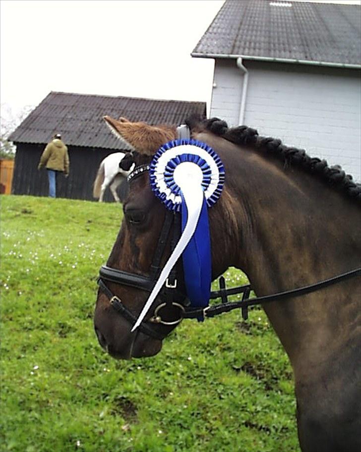 Gotlandsruss Tapan's Fagot ~A-Pony~ (solgt) billede 8