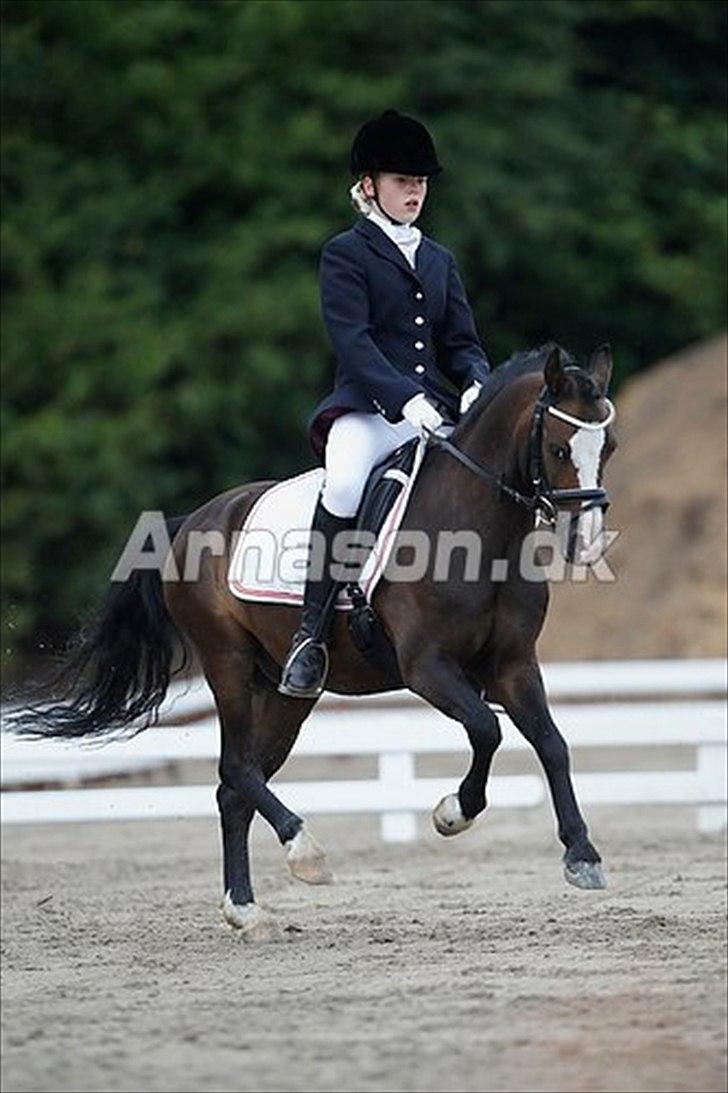 Welsh Mountain (sec A) Fakla Gerald A-pony  ¤Solgt¤ - Solrød landsstævne 2010! LA3 til 66% billede 9