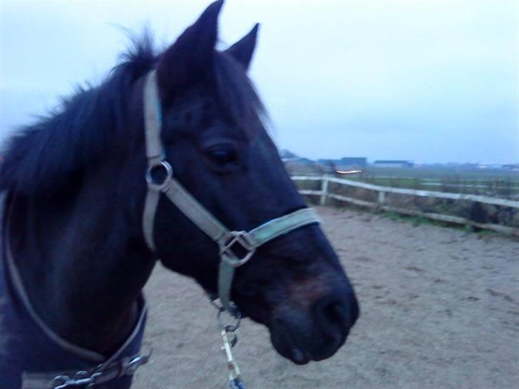 Anden særlig race Kila´s Sambo (SOLGT) - sambo billede 2