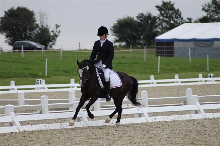 Welsh Mountain (sec A) Fakla Gerald A-pony  ¤Solgt¤ - Til DM :D billede 10