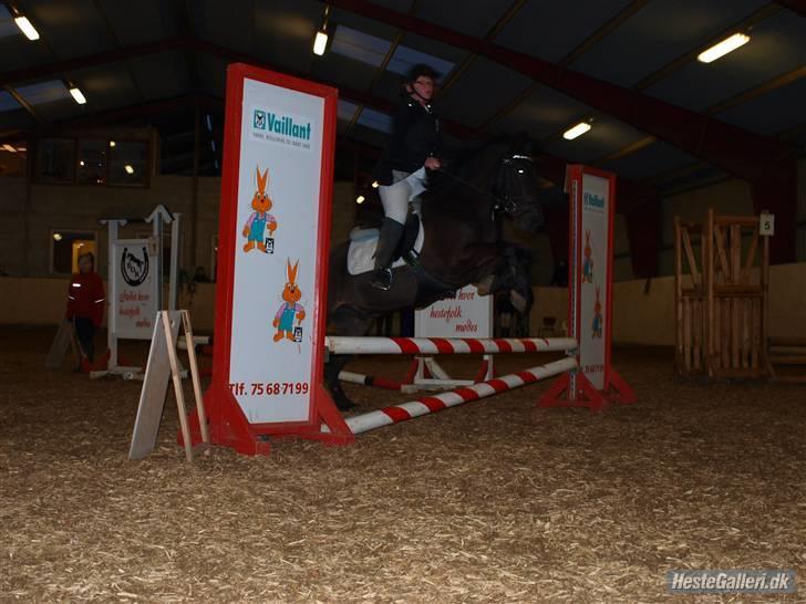 Anden særlig race Kila´s Sambo (SOLGT) - stævne i BOR Lc billede 3