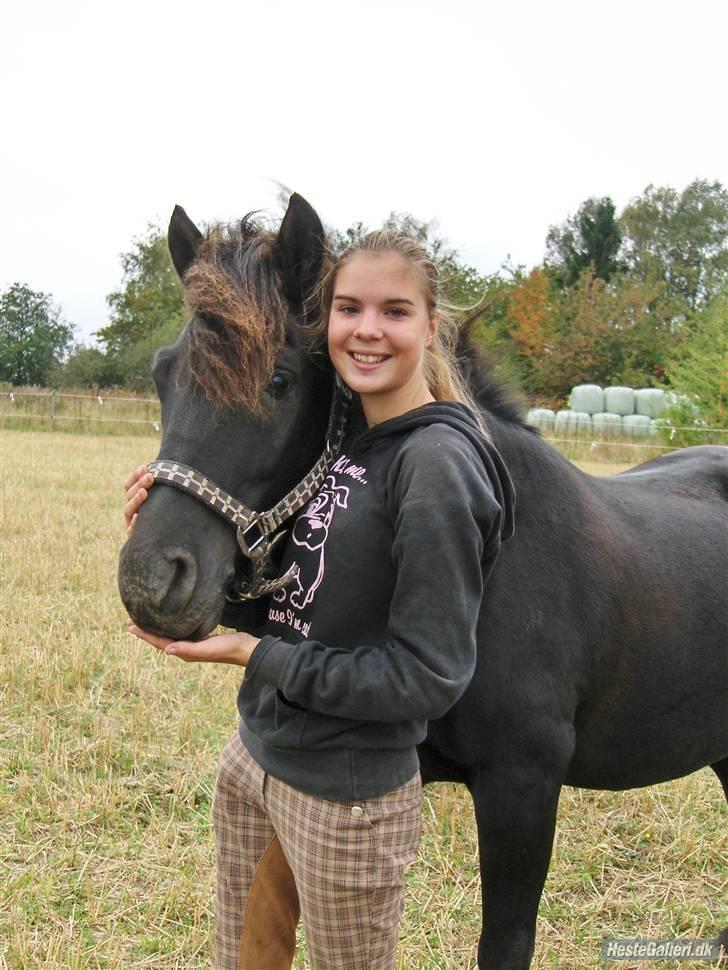 Hollandsk Sportspony Black Boy *Bedste Hest* - SAVNET!!  - Tak fordi i kiggede med :) billede 20