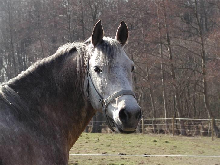 Arabisk fuldblod (OX) Obelix - Velkommen til Obi´s profil <3 lig en besked og gi´ en høj xD Foto: Majsa billede 1