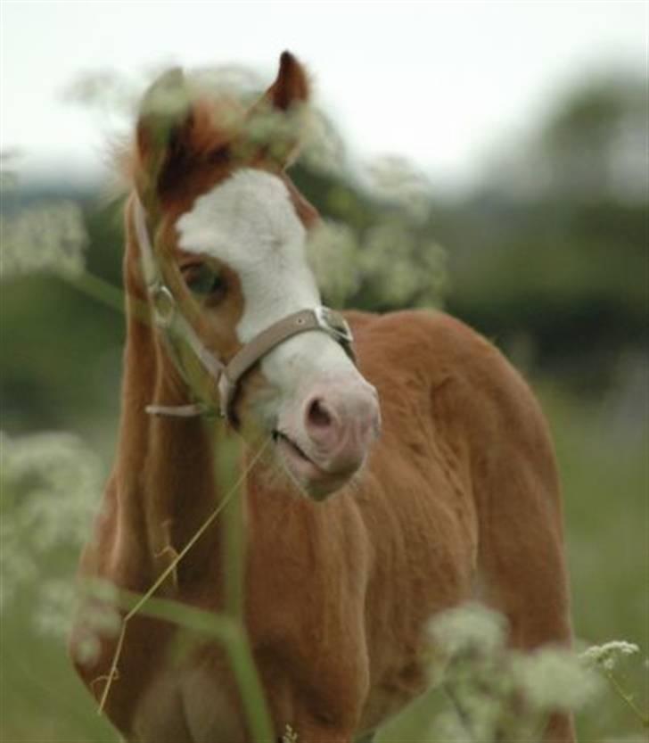 DSP Brandamens Jabari SOLGT - Endnu et billede a dregen som føl, som jeg li fandt <3 billede 12