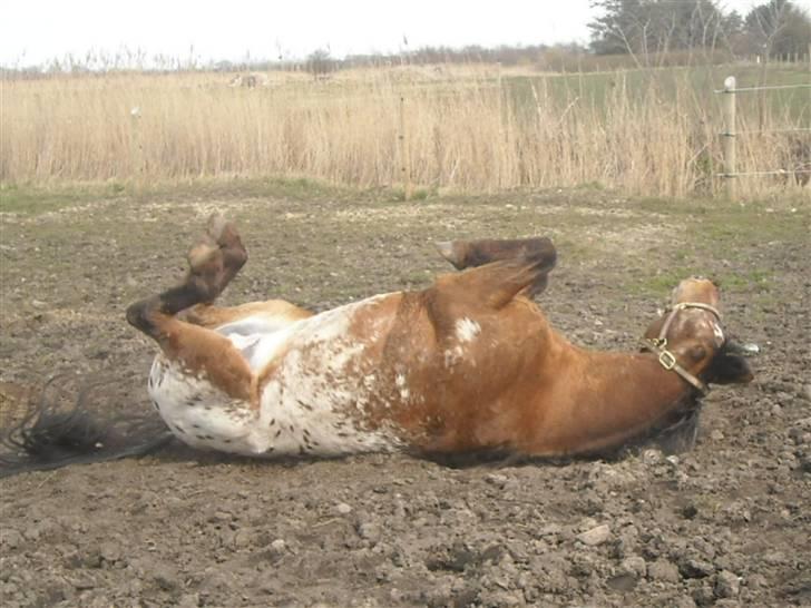 Knabstrupper Aastrupgaards Thor Gl. billede 17