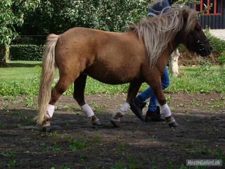 Shetlænder Fnuggi *den lille hingst* - den smukkeste trav!     foto: Rex (: billede 18