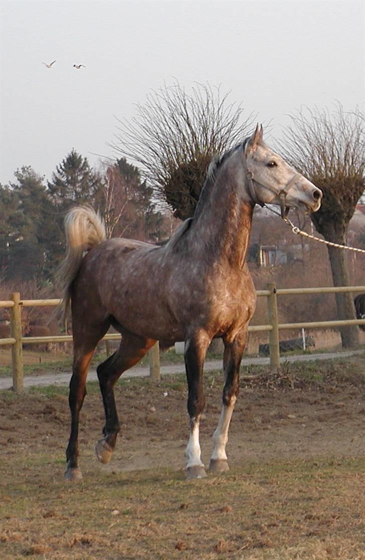 Arabisk fuldblod (OX) Obelix - Foto: Majsa billede 3
