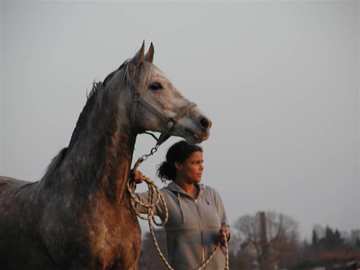 Arabisk fuldblod (OX) Obelix - Min mor og Obelix Foto: Majsa billede 2