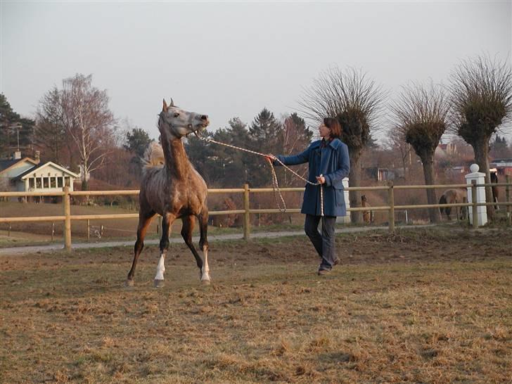 Arabisk fuldblod (OX) Obelix - Obi laver en af sine hingste numre Foto: Majsa billede 5