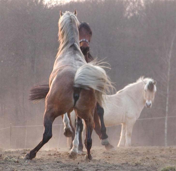 Arabisk fuldblod (OX) Obelix - Obi slås med Rocky Foto: Majsa billede 7