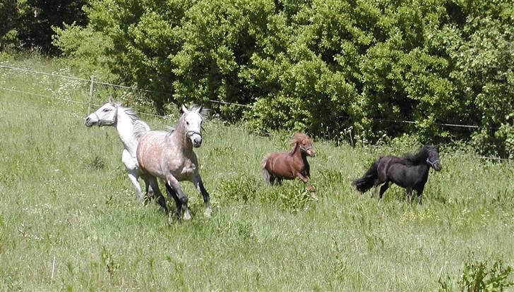 Arabisk fuldblod (OX) Obelix - Foto: Majsa billede 8