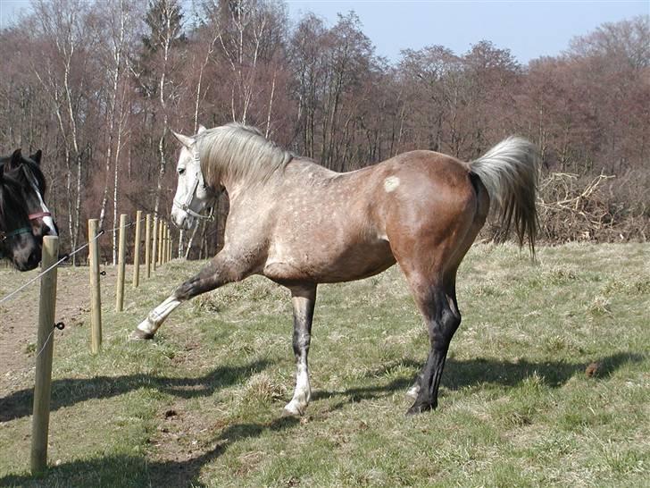 Arabisk fuldblod (OX) Obelix - Foto: Majsa billede 13