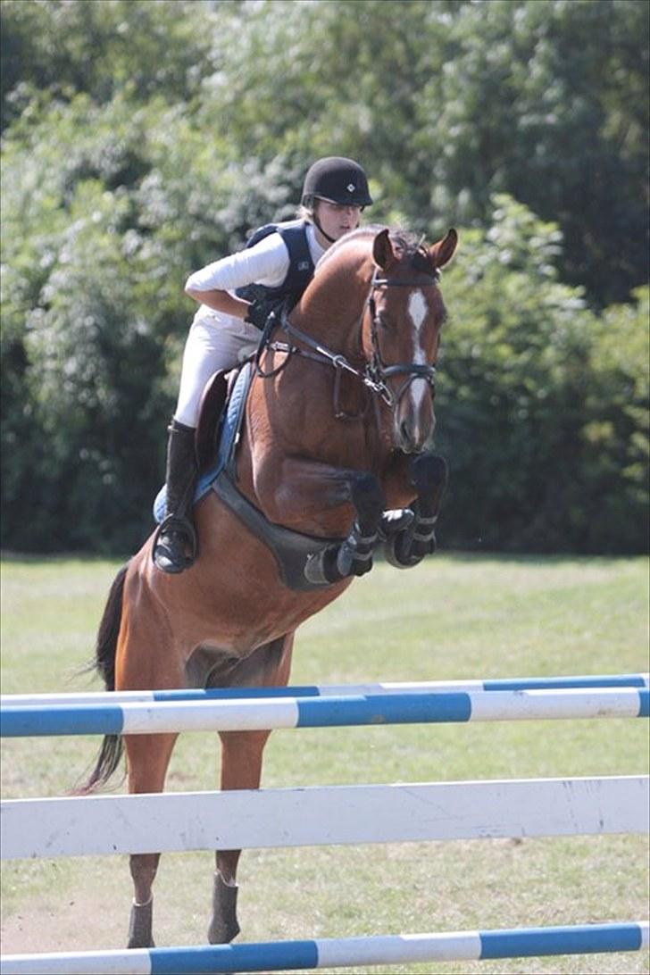 Dansk Varmblod Beise   - Smukke beise og Estelle billede 1