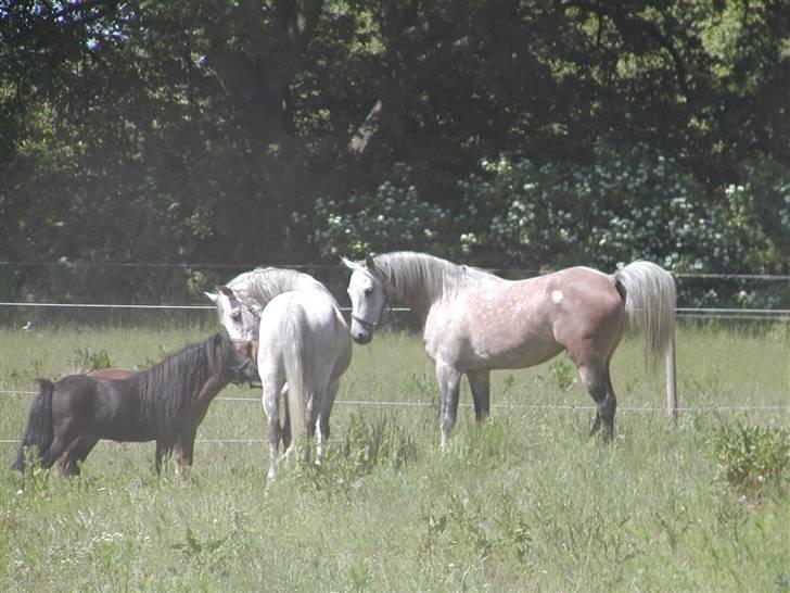 Arabisk fuldblod (OX) Obelix - Obi og shetteren hilser på Salomo Foto: Majsa billede 9