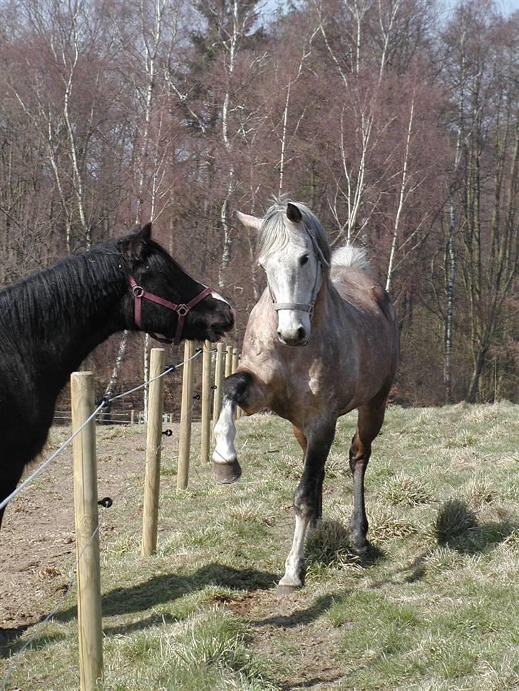 Arabisk fuldblod (OX) Obelix - Foto: Majsa billede 14