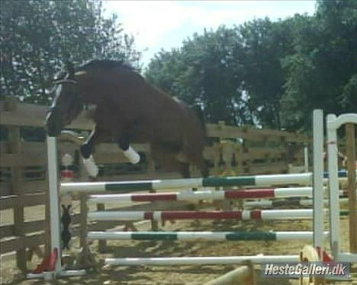 Dansk Varmblod Beise   billede 2