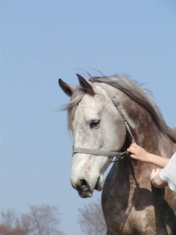 Arabisk fuldblod (OX) Obelix - Foto: Majsa billede 17
