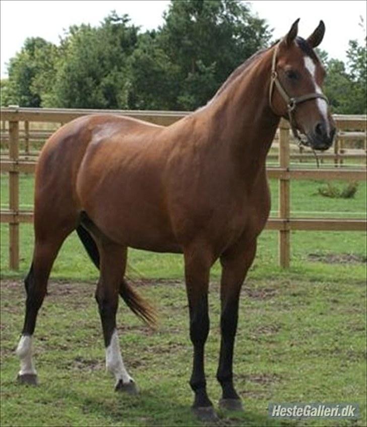 Dansk Varmblod Beise   billede 3