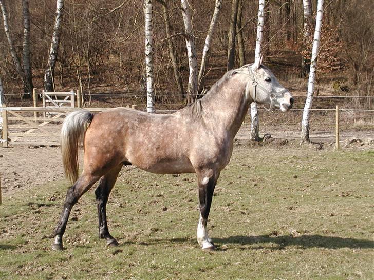 Arabisk fuldblod (OX) Obelix - Foto: Majsa billede 20
