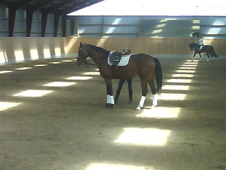 Dansk Varmblod Beise   billede 4